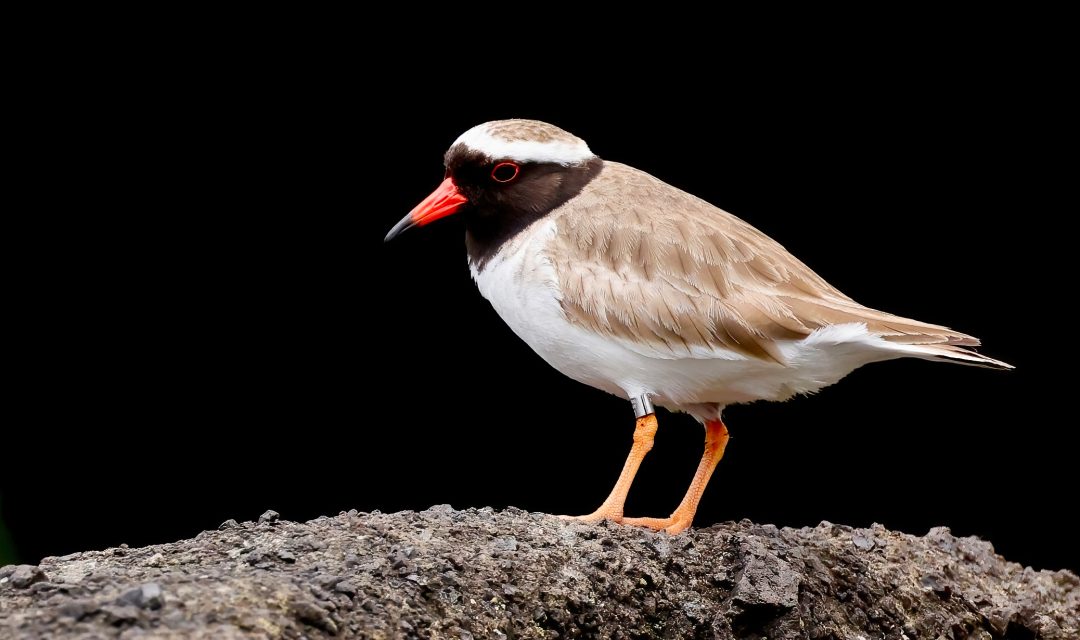 Subantarctic Birding_M_Sylvia Subantarctic Birding_M_Sylvia