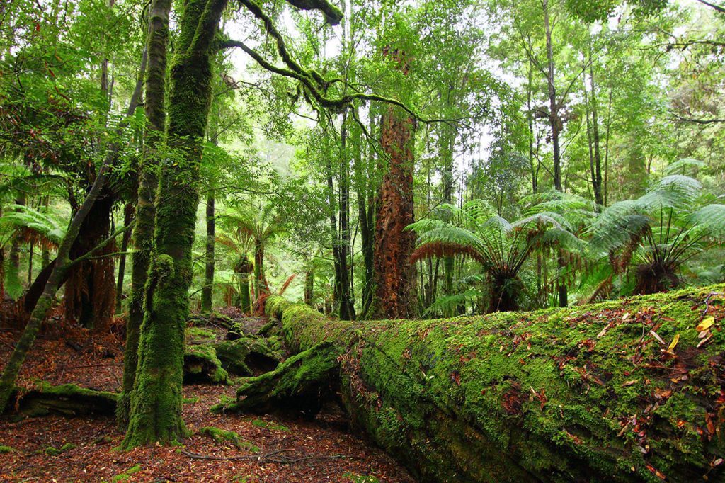 Tarkine