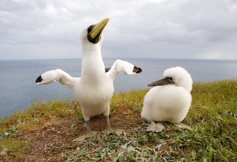 Tasman Booby with chick