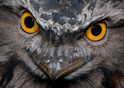 Tawny Frogmouth