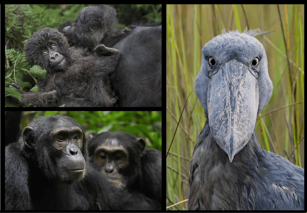 Uganda Photo Safari