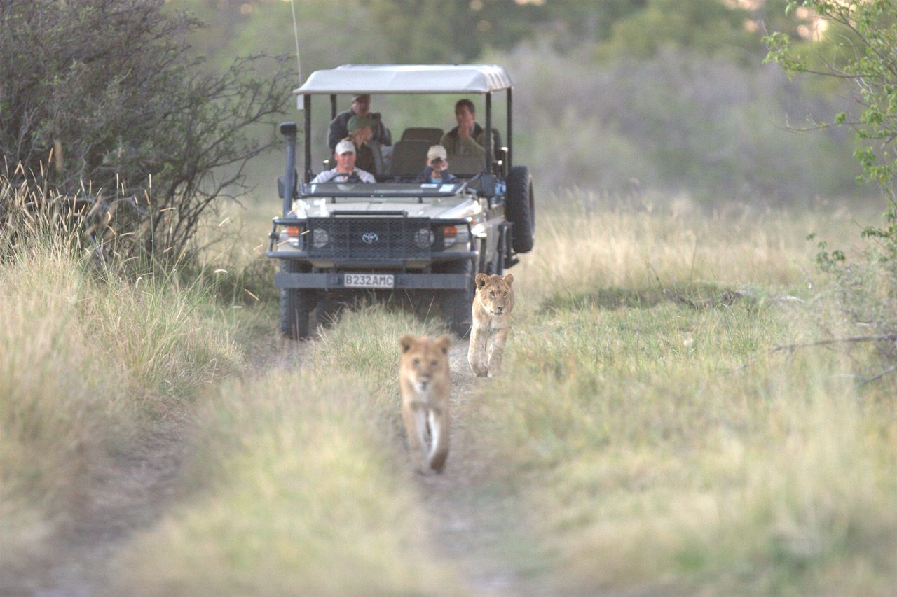 Vehicle Following Lion