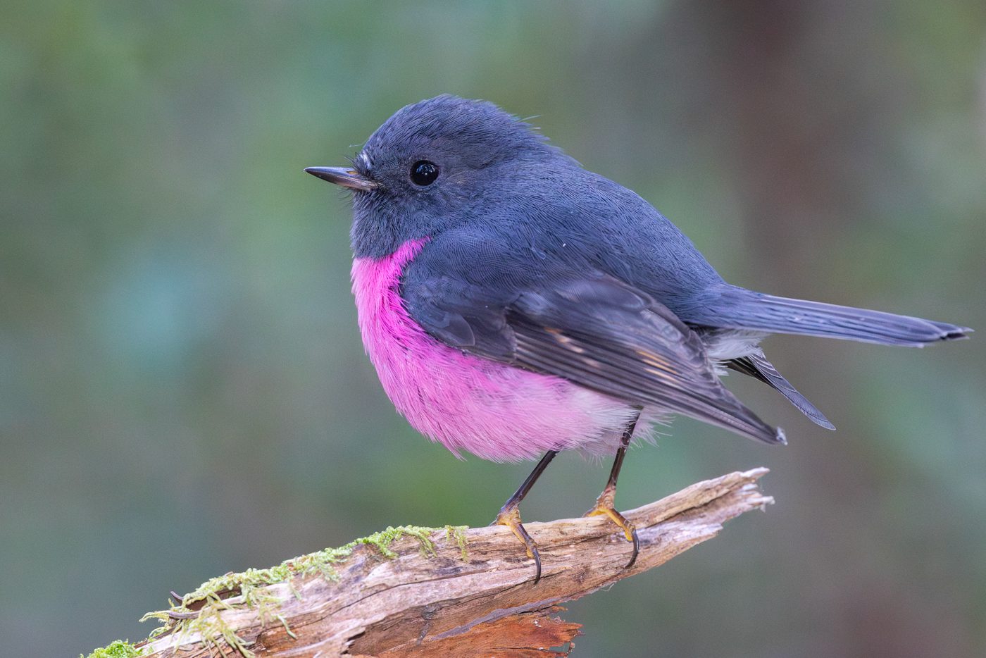 Pink Robin, Hobart, Tasmania, Australia