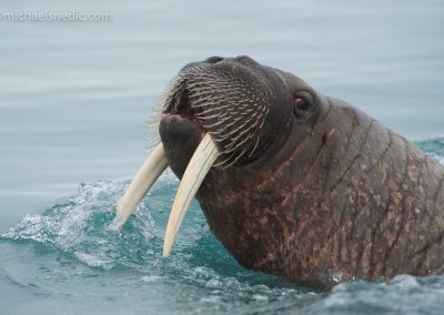 Walrus