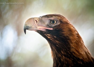 Wedge-Tailed Eagle