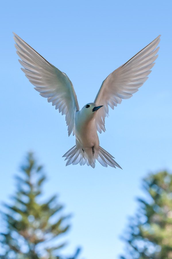 White Tern