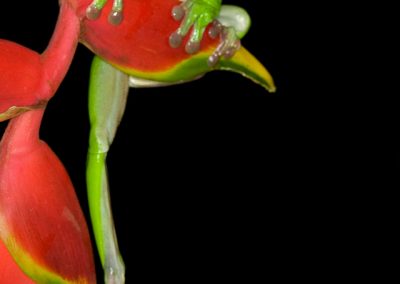 White-Lipped Green Tree frog