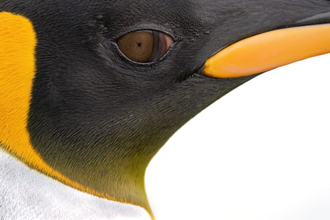 Close up penguin Close up penguin