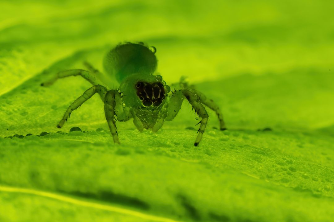 Green spider Green spider