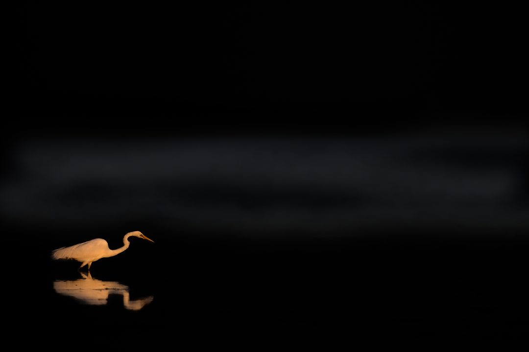 Sunlit bird with dark background Sunlit bird with dark background