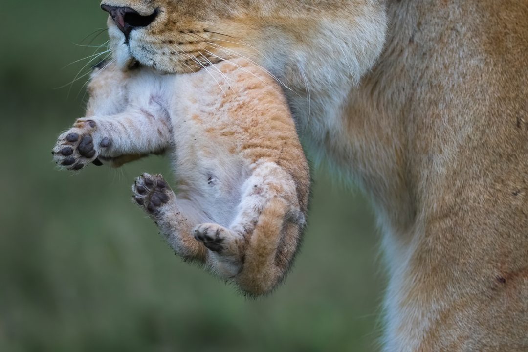 Lioness with cub Lioness with cub