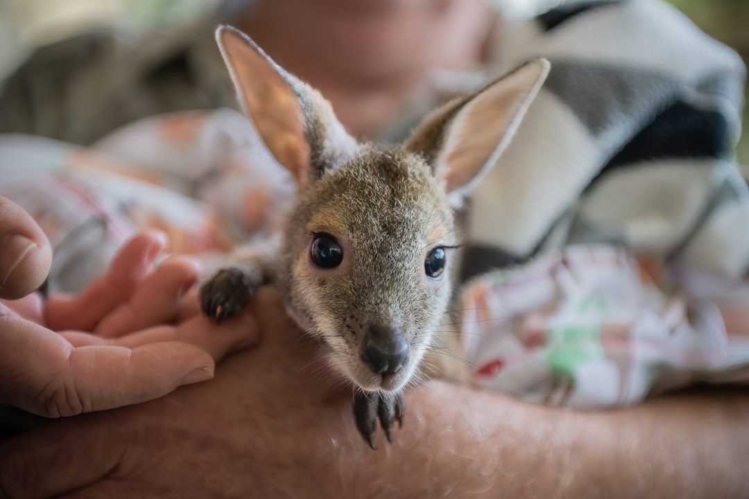 Joey being held Joey being held