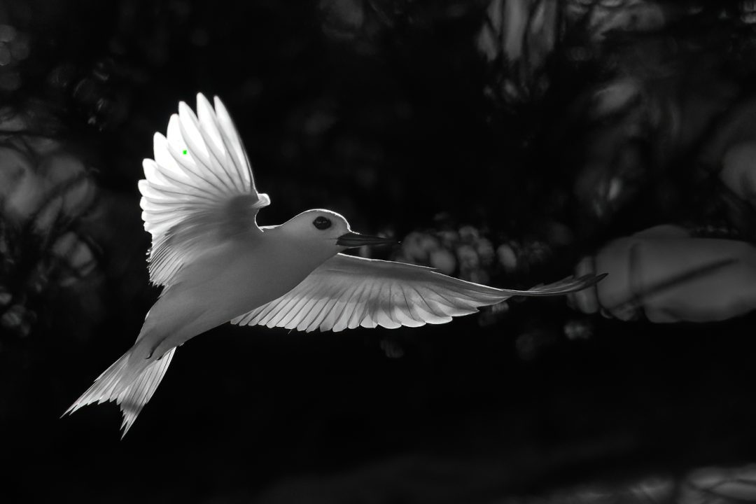 White Tern White Tern