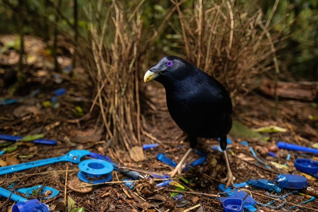 Satin bowerbird in front of bower Satin bowerbird in front of bower