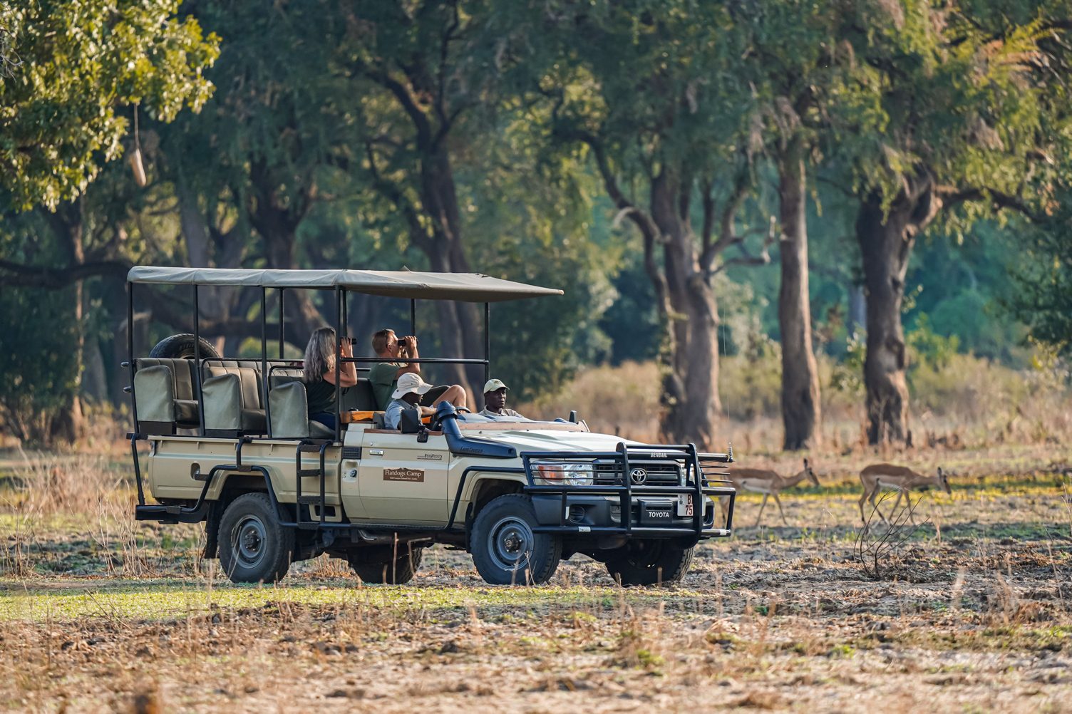 Wildlife safari