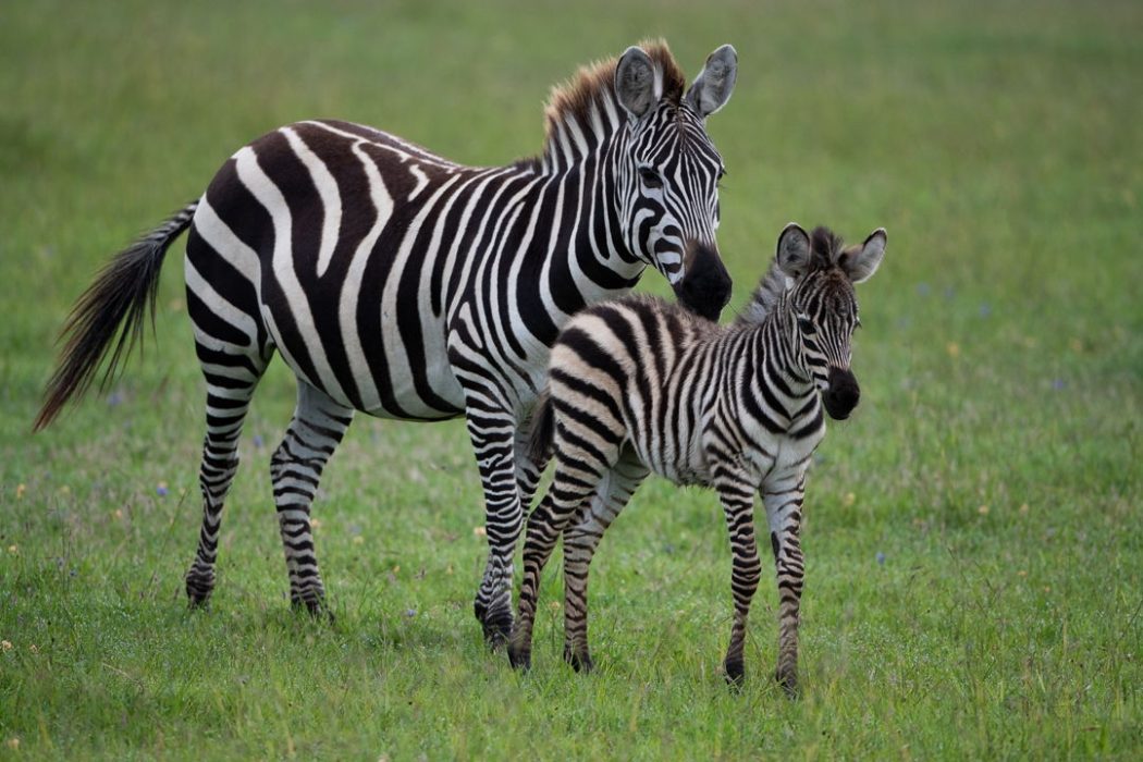 Zebra with calf Zebra with calf