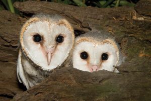 Barn Owls | Wildlife Photography Workshops