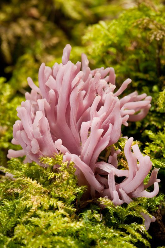 coral fungi