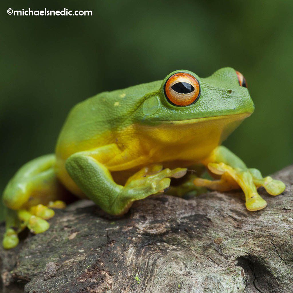 frog
