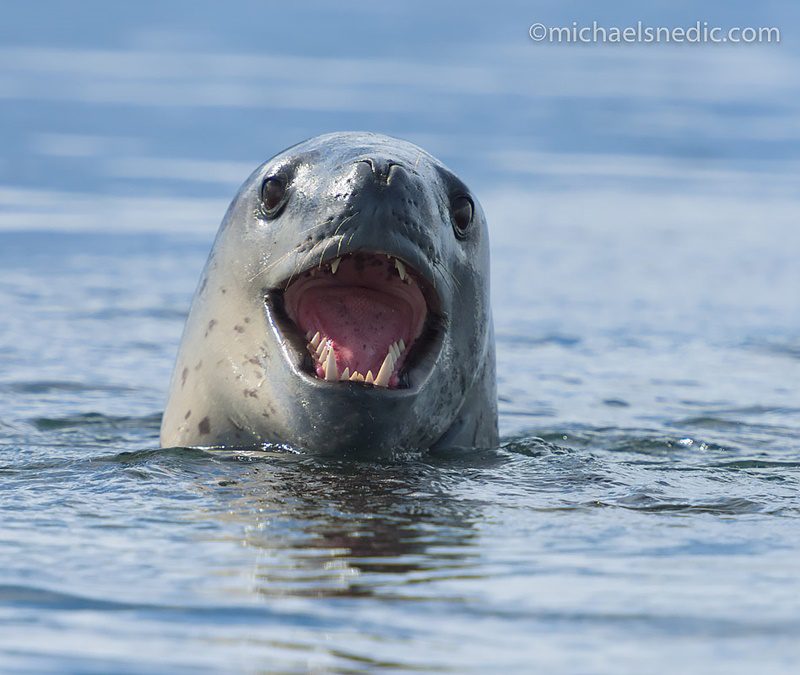 Leopard seal