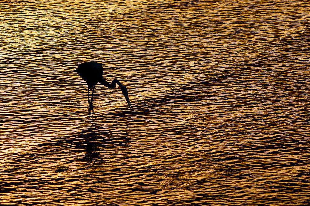 Michael Snedic - Birding Far Nth QLD