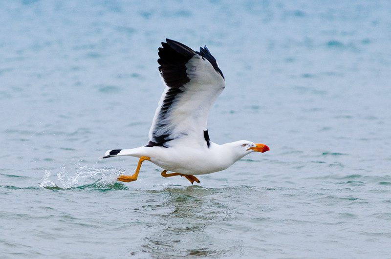 pacific gull