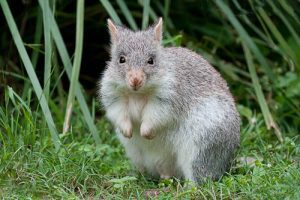 Rufous Bettong | Wildlife Photography Courses