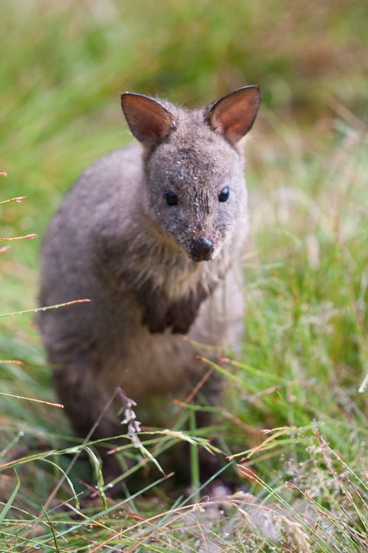 Tasmanian wildlife Tasmanian wildlife