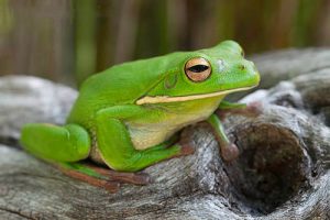 White-lipped Green Tree Frog | Wildlife Photography Courses
