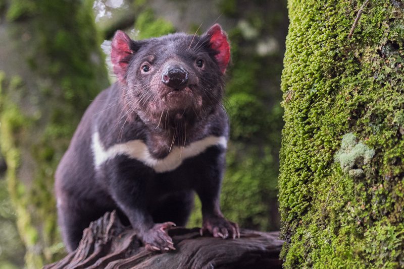 Wombat Cradle Mountain Tasmania